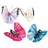 彩绘羽毛蝴蝶-各种明亮的颜色-彩绘羽毛蝴蝶