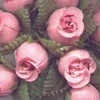 玫瑰花蕾束-鲑鱼粉-玫瑰花蕾簇
