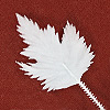 人造枫叶-未涂漆的白色-未涂漆的叶子