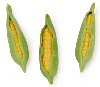面团玉米-永恒的微缩-玉米